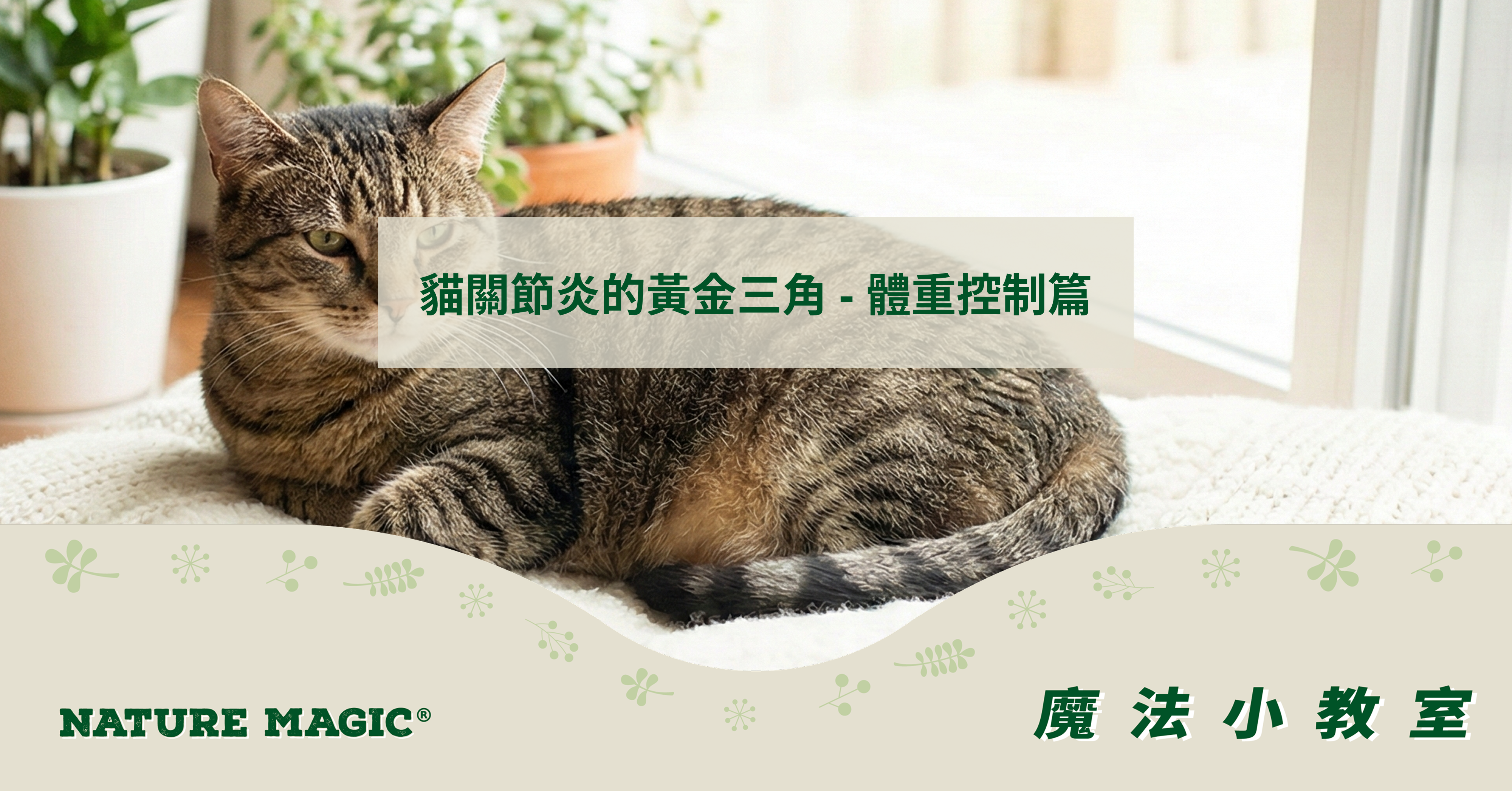 貓關節炎的黃金三角 - 體重控制篇