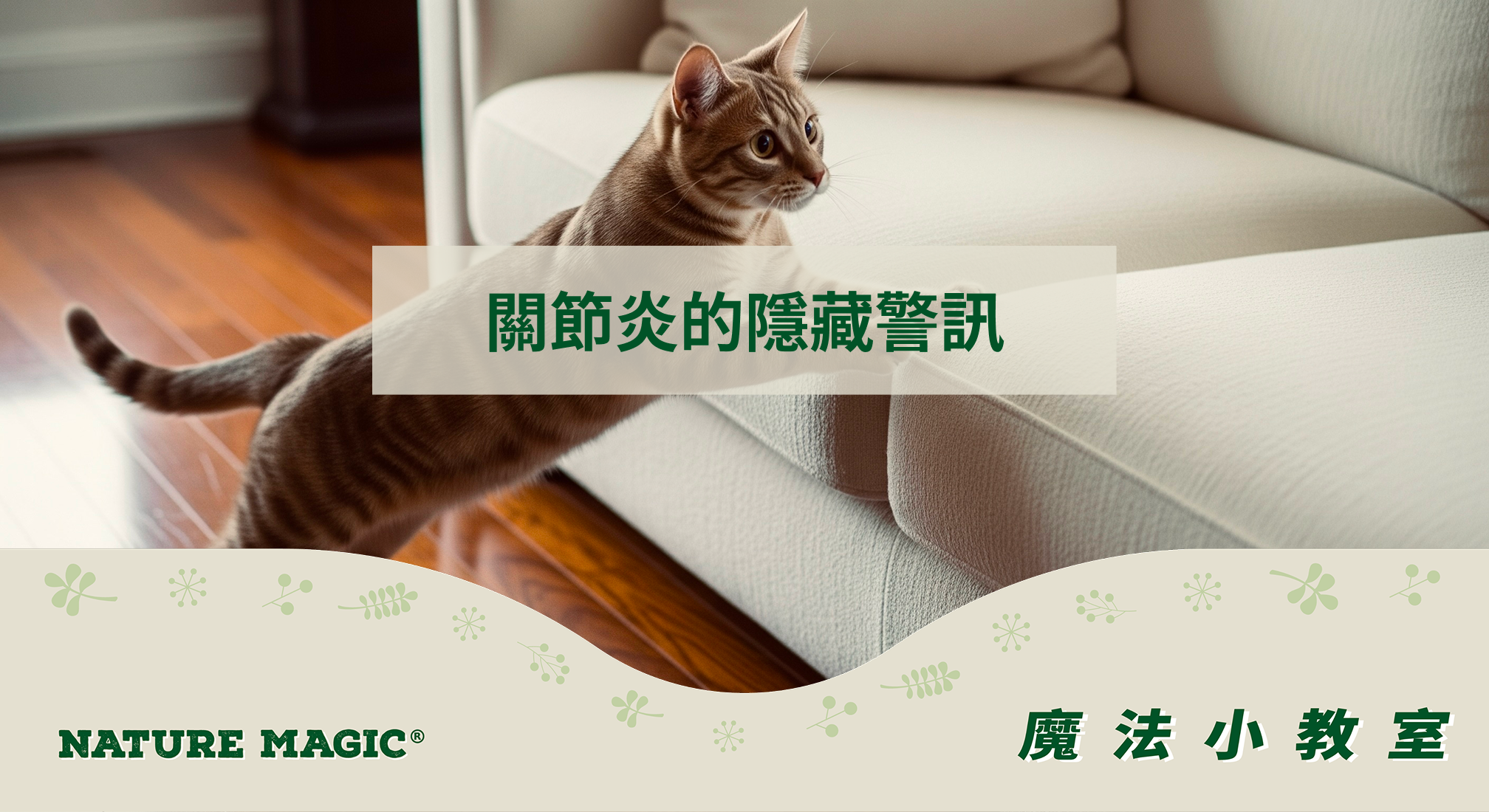 「貓咪變懶不是老了！」教你看懂關節炎的隱藏警訊