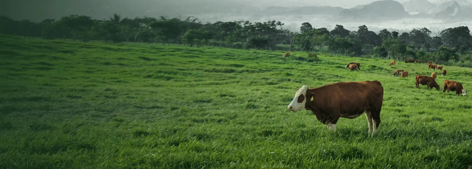 紐西蘭天然濕食首選｜自然魔法 Nature Magic