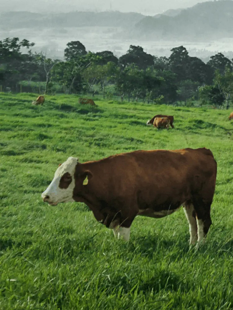 紐西蘭天然濕食首選｜自然魔法 Nature Magic